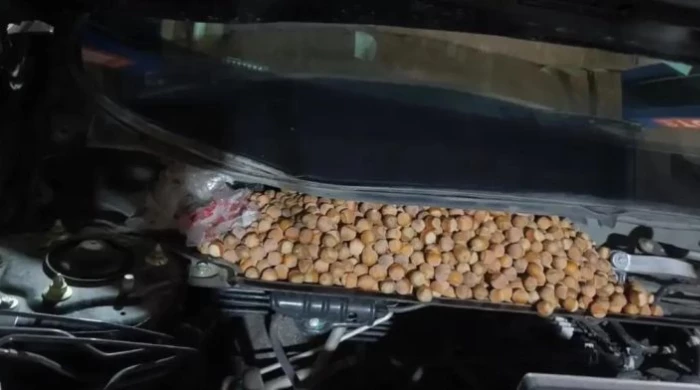 Мужчина обнаружил в своей машине более 18 килограммов фундука