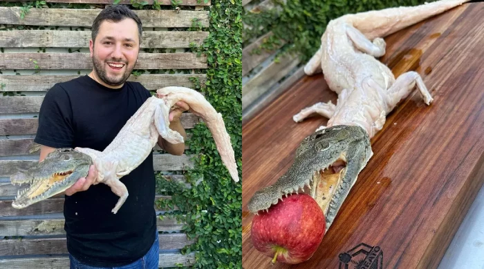 Повар приготовил крокодила.