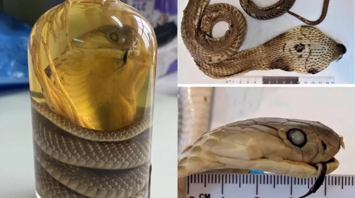 Бутылку «Змеевухи» россиянка попыталась провезти из Вьетнама к новогоднему столу