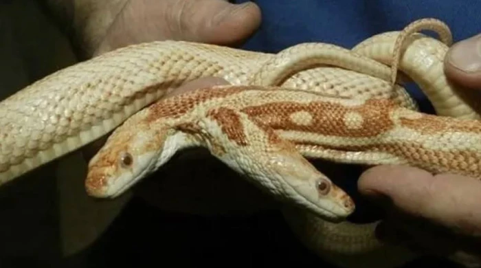 Двухголовая змея