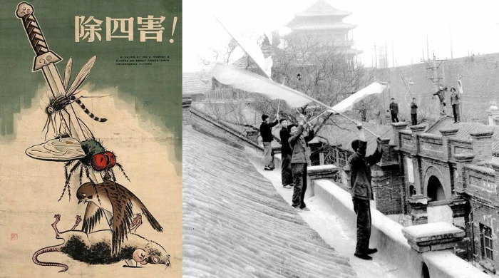 Как Китай проиграл в войне с воробьями
