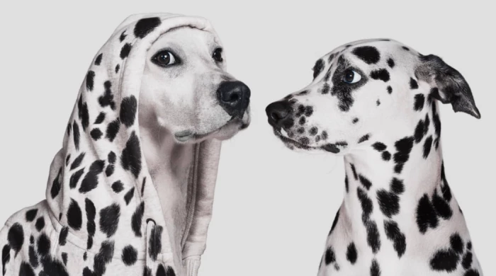 Клонирование умерших питомцев становится новым трендом среди миллионеров