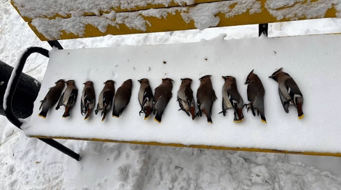 Компанию пьяных свиристелей сложили на скамейку у московского ЖК