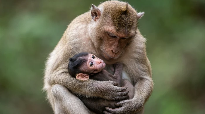 Отказ от размножения может продлевать жизнь, выяснили учёные