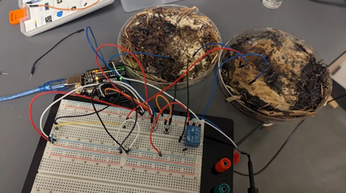 Ученые смогли превратить грибы в оперативную память.