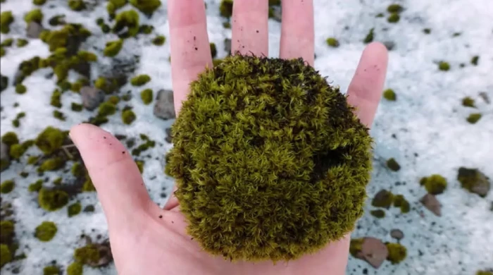 Эти шарики часто именуют «ледниковыми мышами».