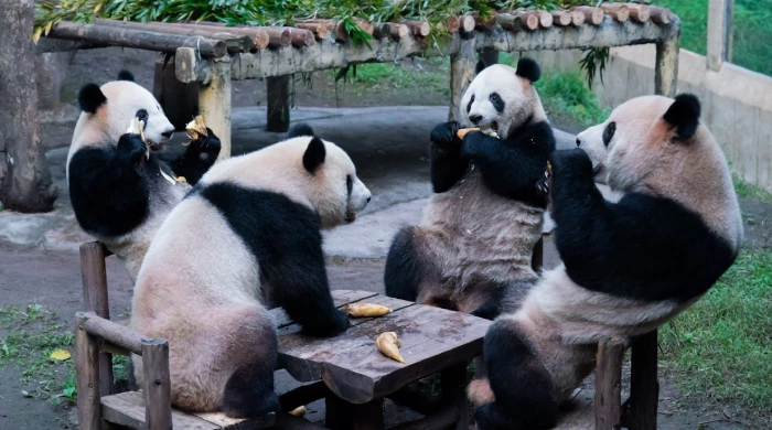 Японский зоопарк попросил работников имитировать панд