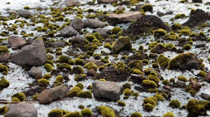 Оказалось, что шары ледникового мха перемещались синхронно.