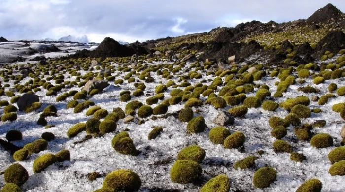 Загадочные «ледниковые мыши»