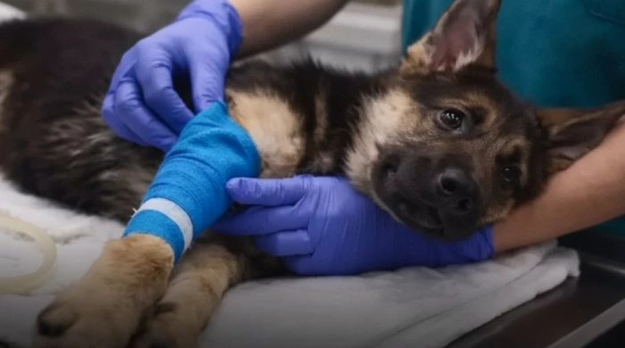 Мошенники используют ИИ-фото животных для выманивания денег